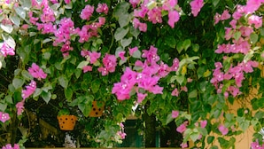 รูปภาพที่ไม่ได้จัดประเภท, 2 จาก 61, ปุ่ม