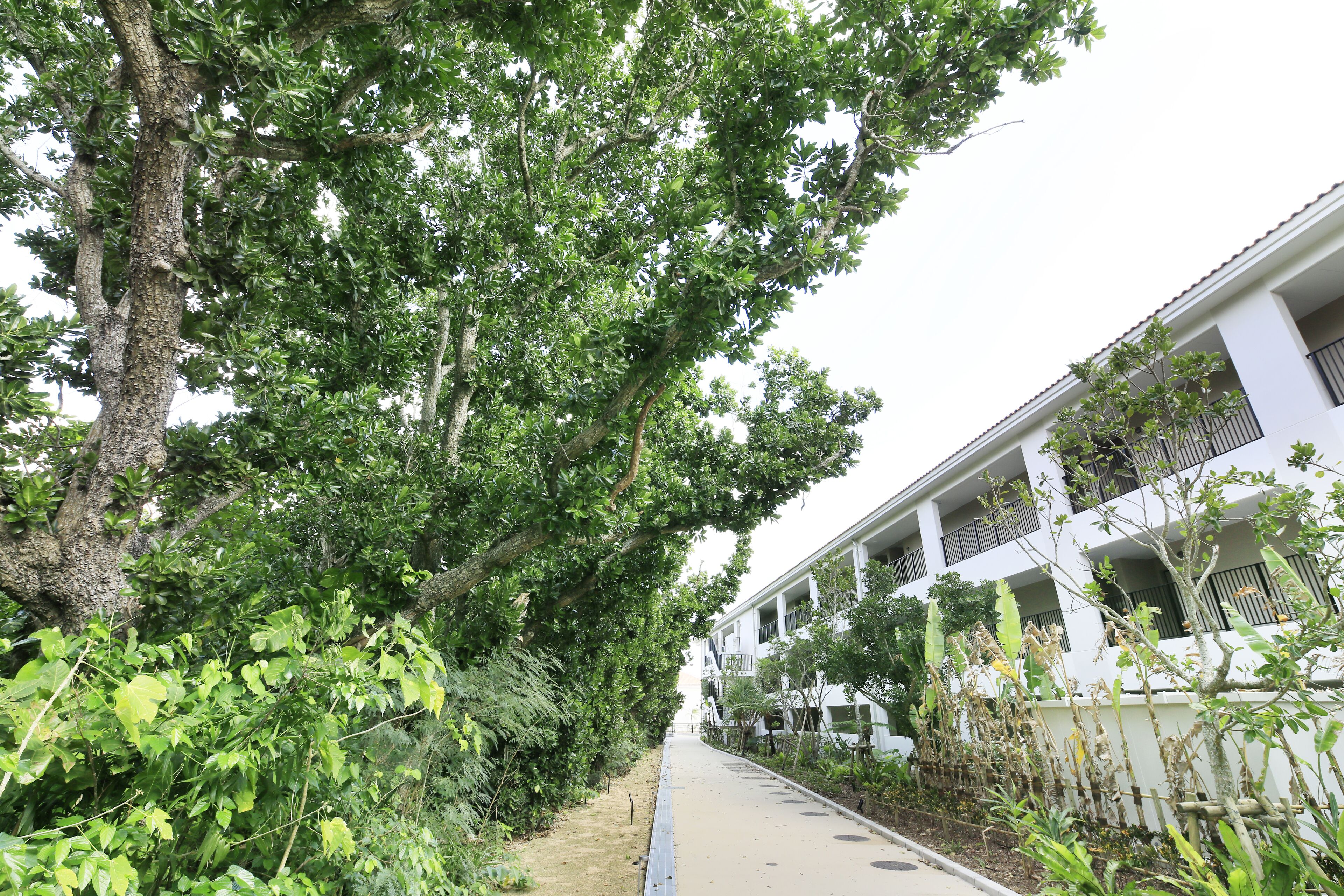 A pathway flanked by lush greenery and a white building with balconies.