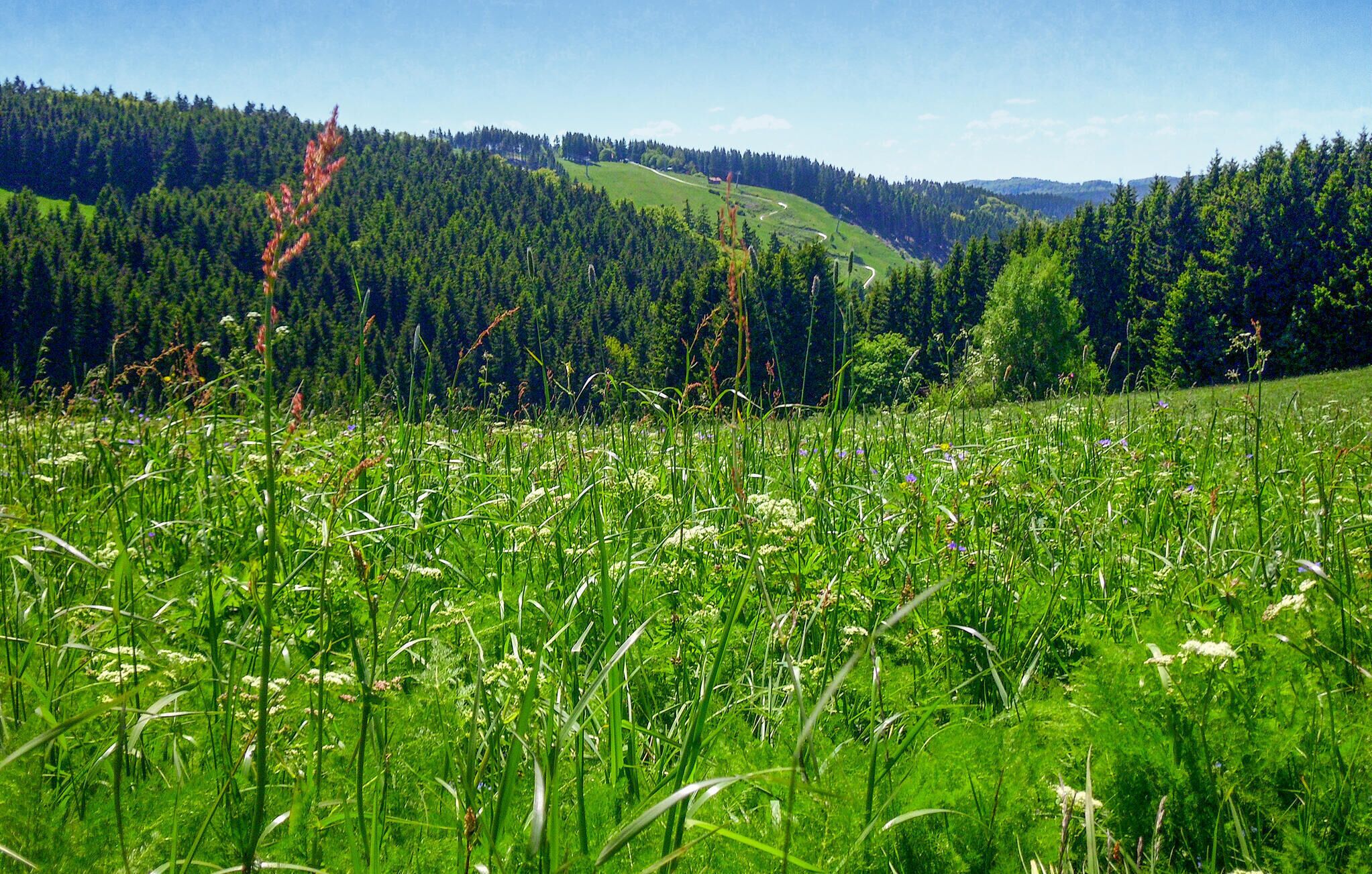 Un campo verde y exuberante con pastos altos y flores silvestres, una colina boscosa al fondo y un cielo azul despejado.