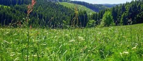 Un campo verde y exuberante con pastos altos y flores silvestres, una colina boscosa al fondo y un cielo azul despejado.