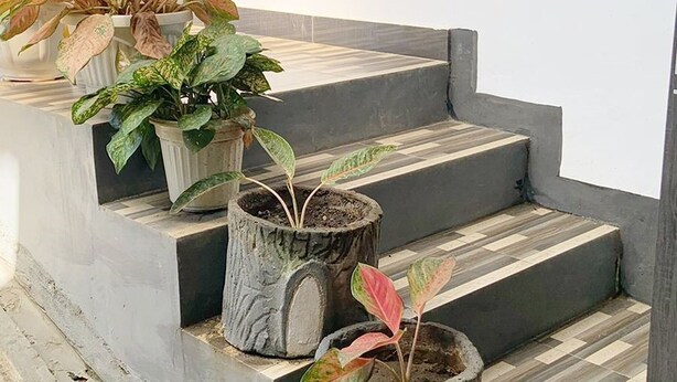 Degraus de concreto levam a uma porta com janela acima. Vasos com plantas decoram os degraus.
