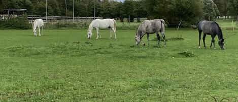 A grassy field with four horses grazing.