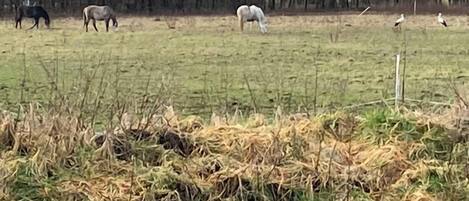 Un champ où des chevaux paissent, avec une meule de foin au premier plan.