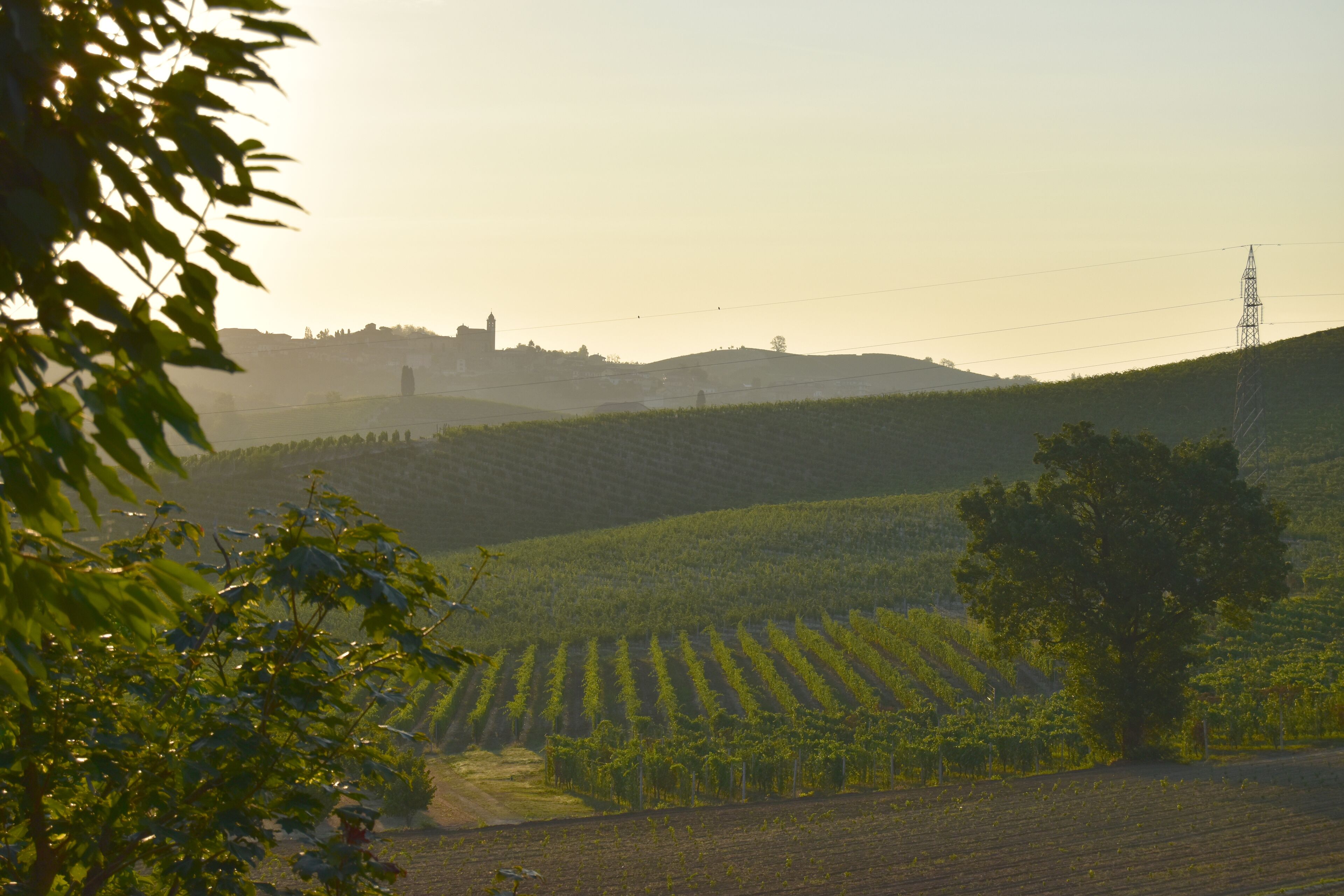A vineyard with rows of grapevines, a hill with a tower, and a power line tower.