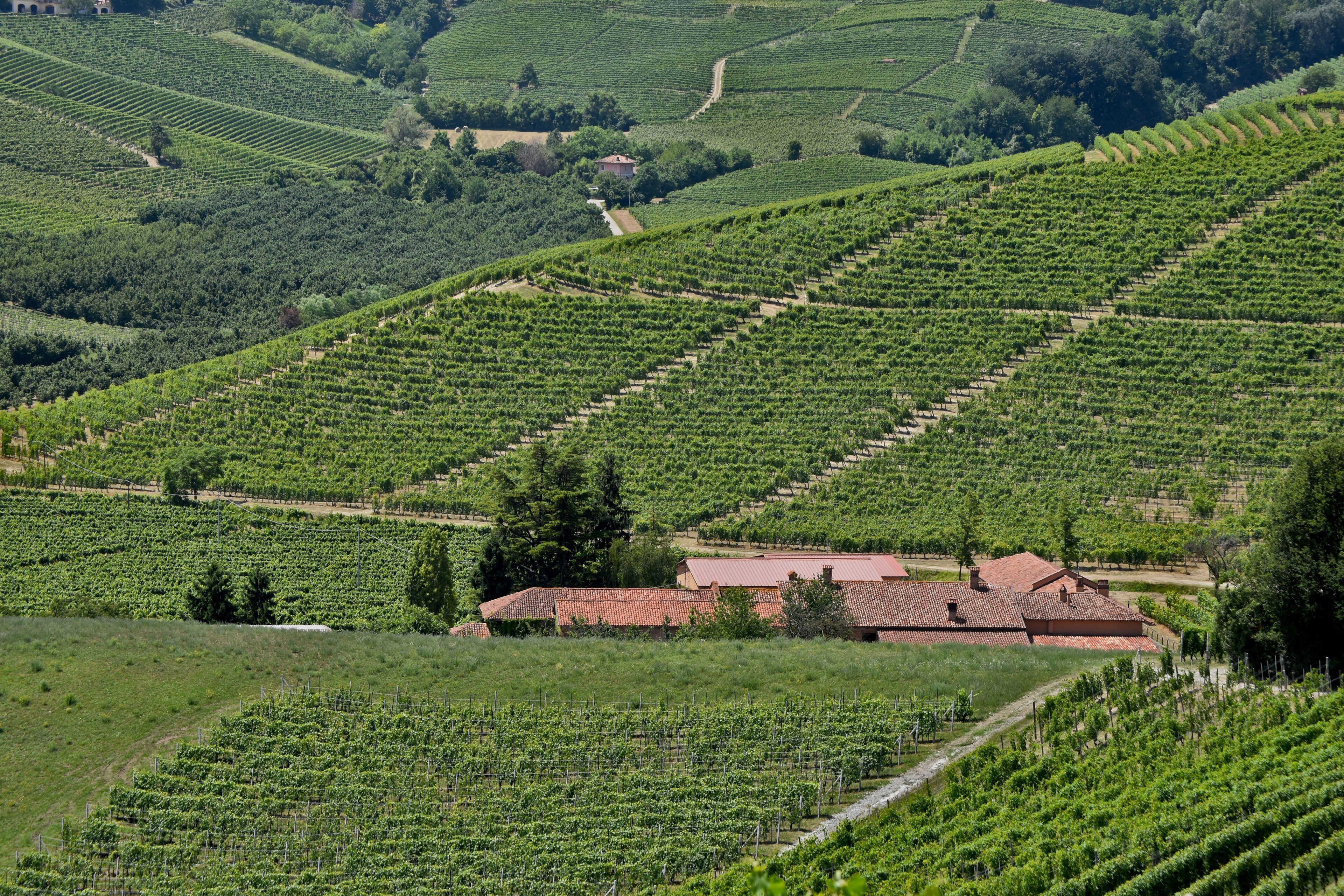Ein Weinberg mit terrassenförmig angelegten Rebenzeilen und einem Gebäude mit rotem Dach.