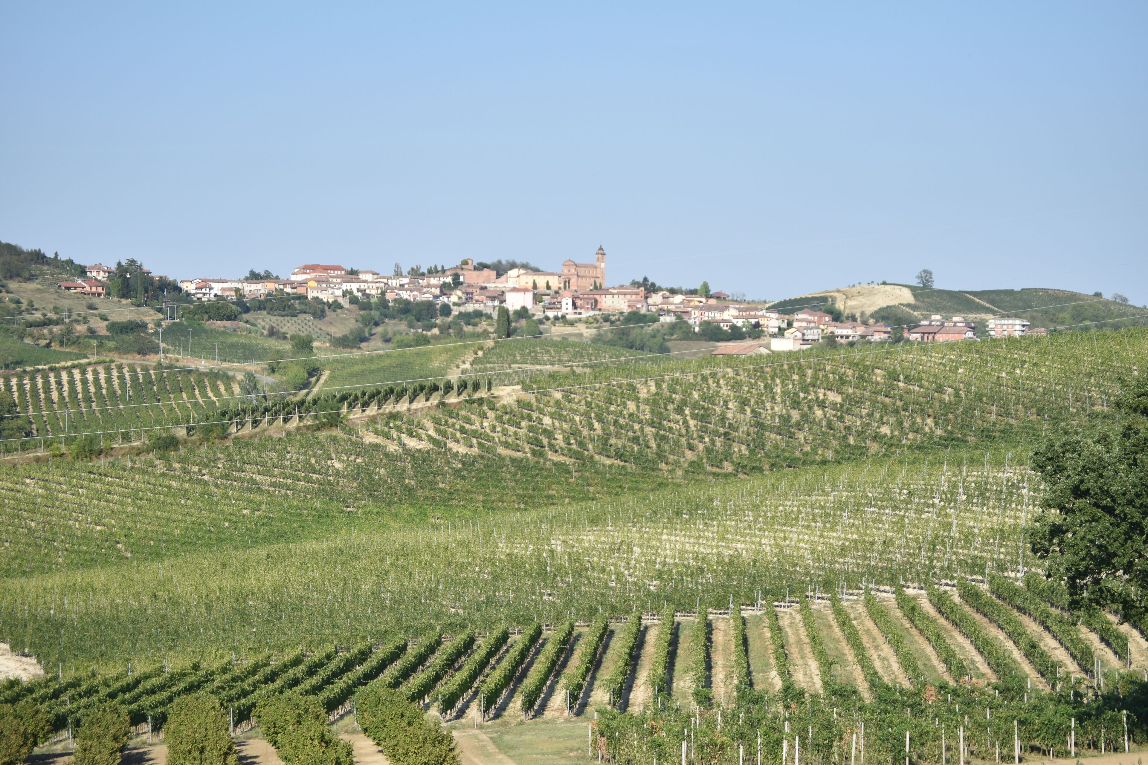 Un vigneto con file di viti e un borgo storico sullo sfondo.