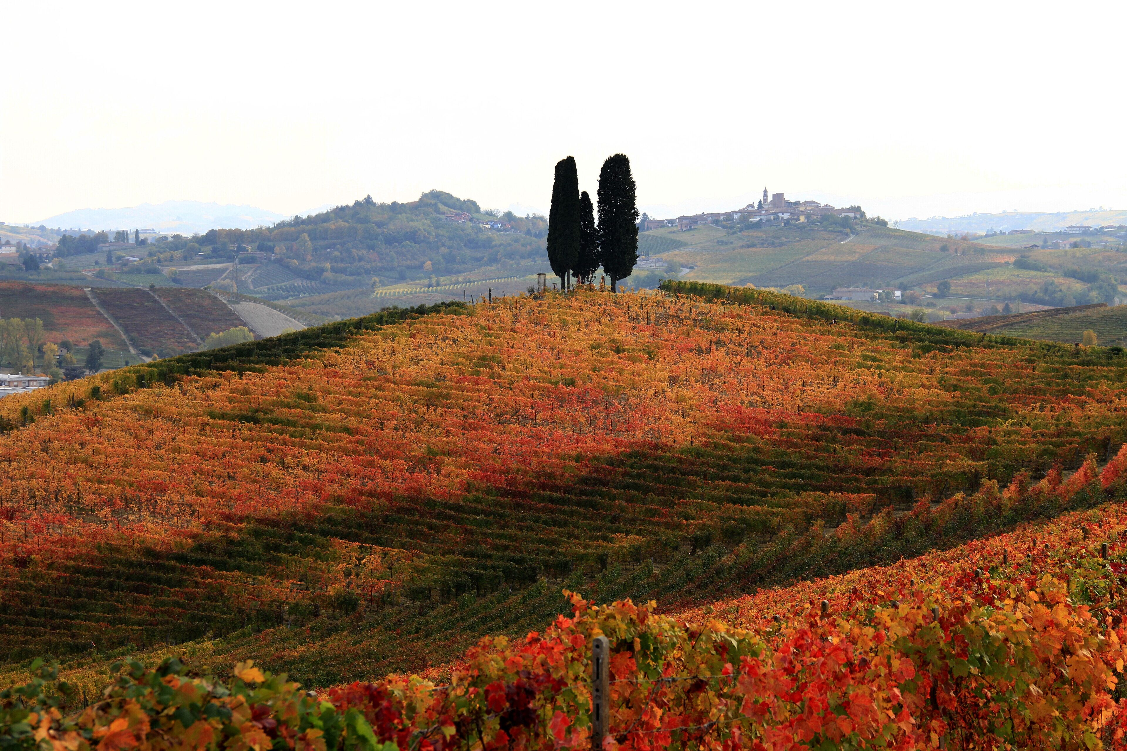 A vineyard with rows of grapevines on a hillside.