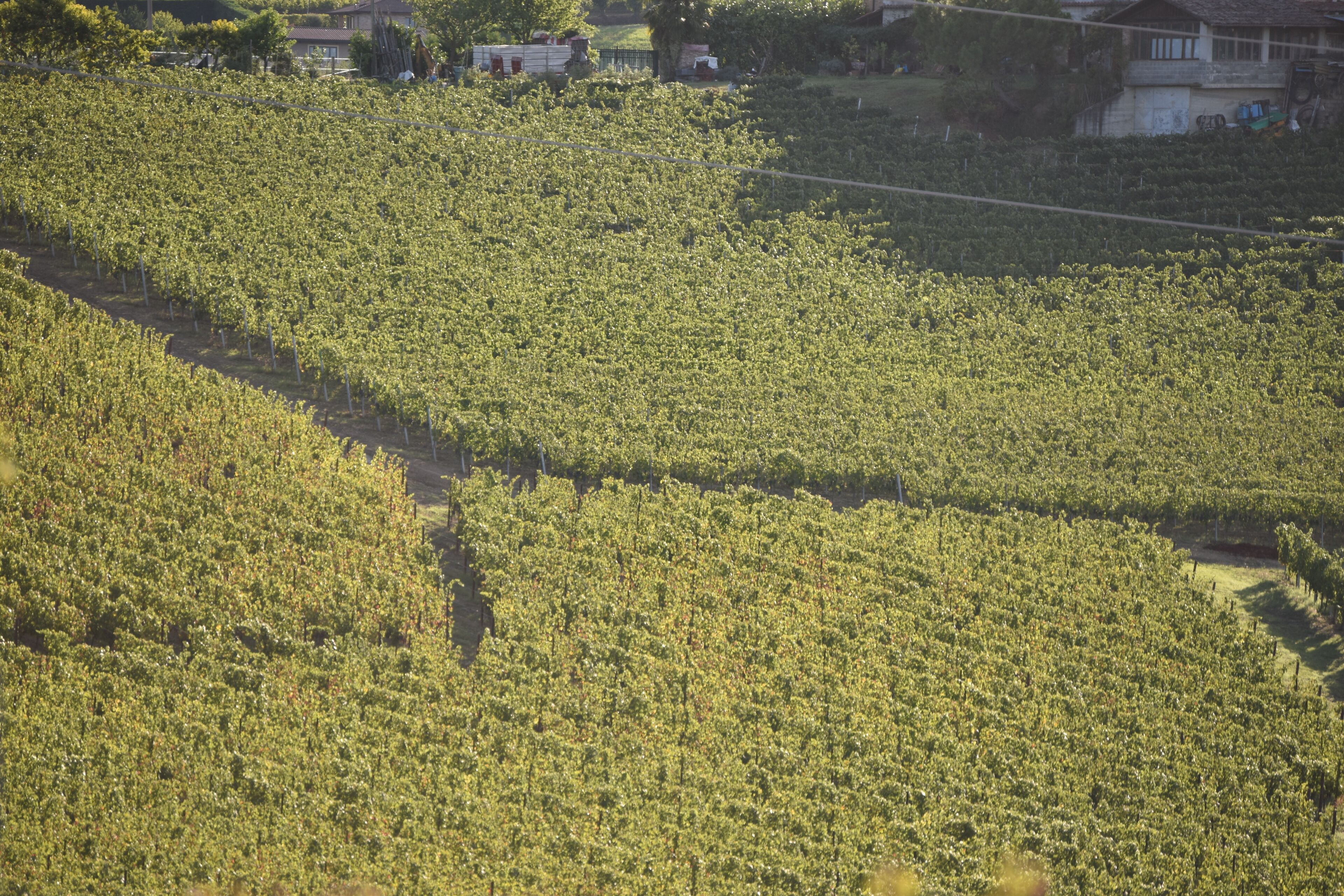 A vineyard with rows of grapevines.