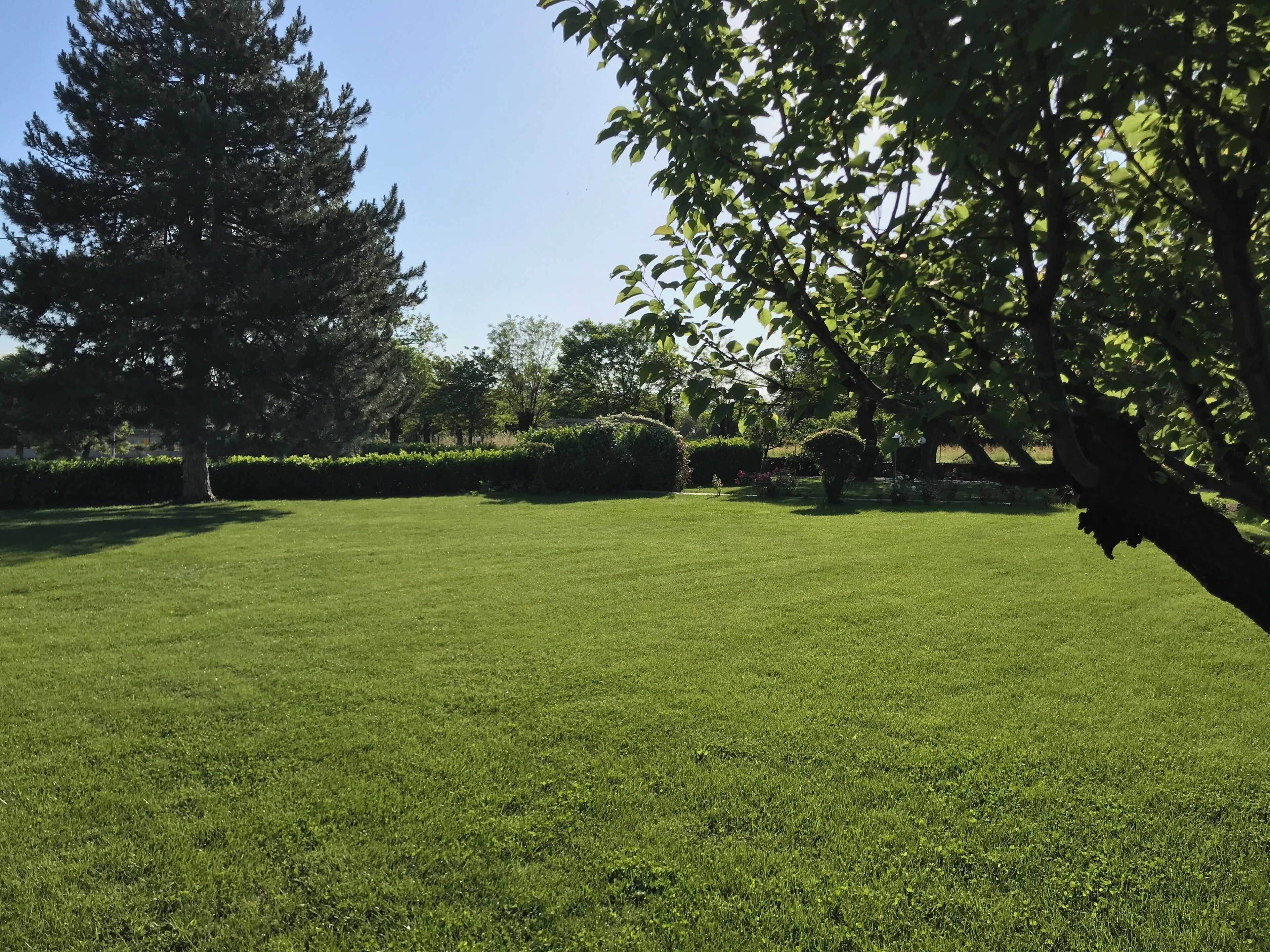 Une pelouse verdoyante et bien entretenue, agrémentée d’arbres adultes et d’une haie en arrière-plan.