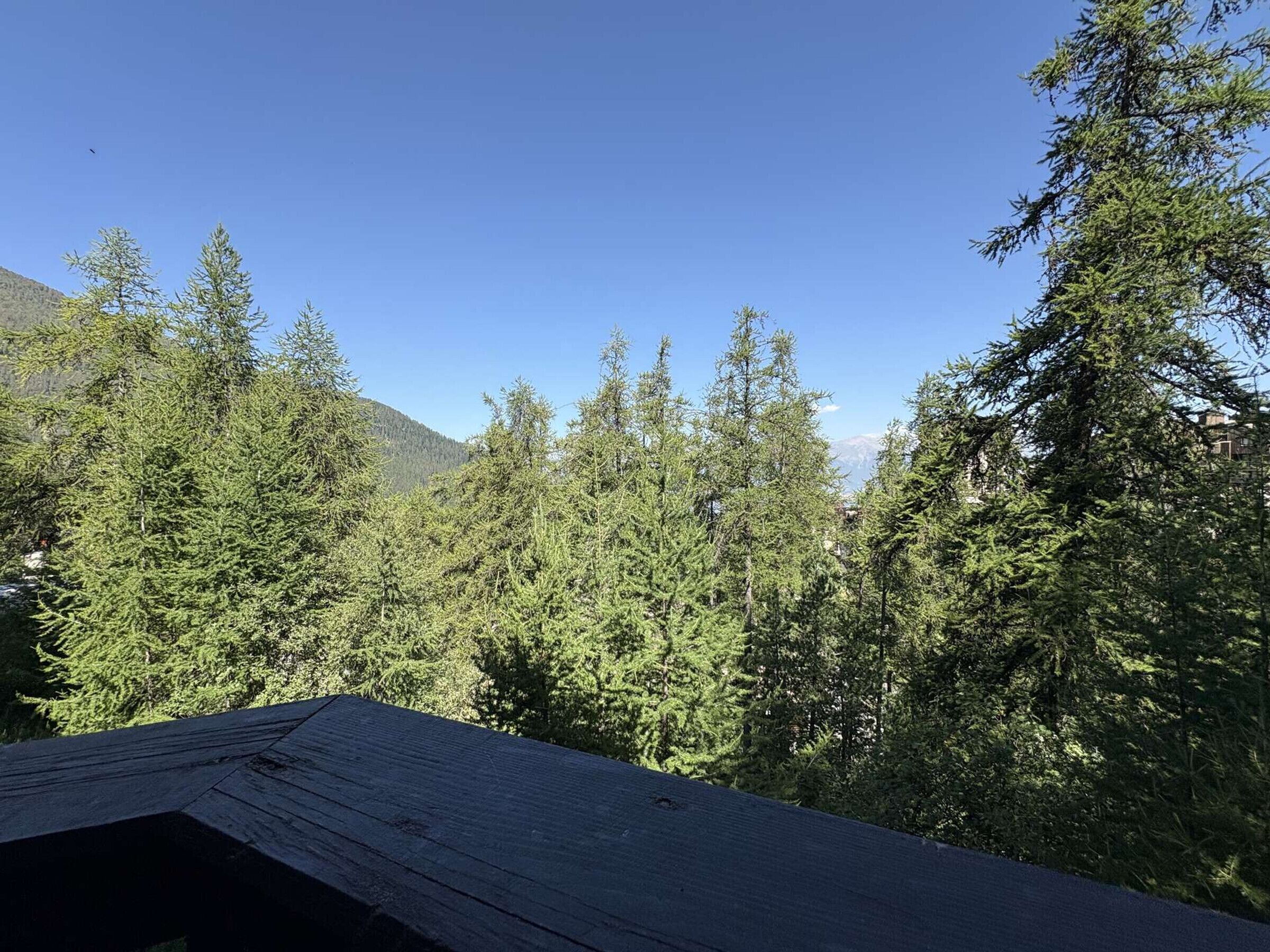Une zone boisée avec une structure en bois, probablement une cabane ou un chalet, entourée d’épais conifères.