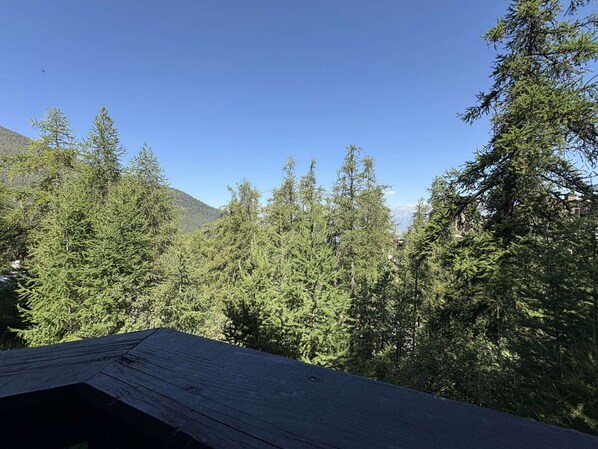A forested area with a wooden structure, likely a cabin or lodge, surrounded by dense evergreen trees.