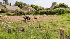 Entorn rural de granja amb un porc en una zona tancada, envoltat de vegetació i edificis agrícols.