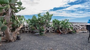 A cactus garden with a stone wall and a clear sky.
