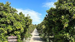 A pathway lined with lush greenery, leading to a signpost indicating amenities such as suites, a pool, and a lounge bar. - AgriBarocco (Noto)