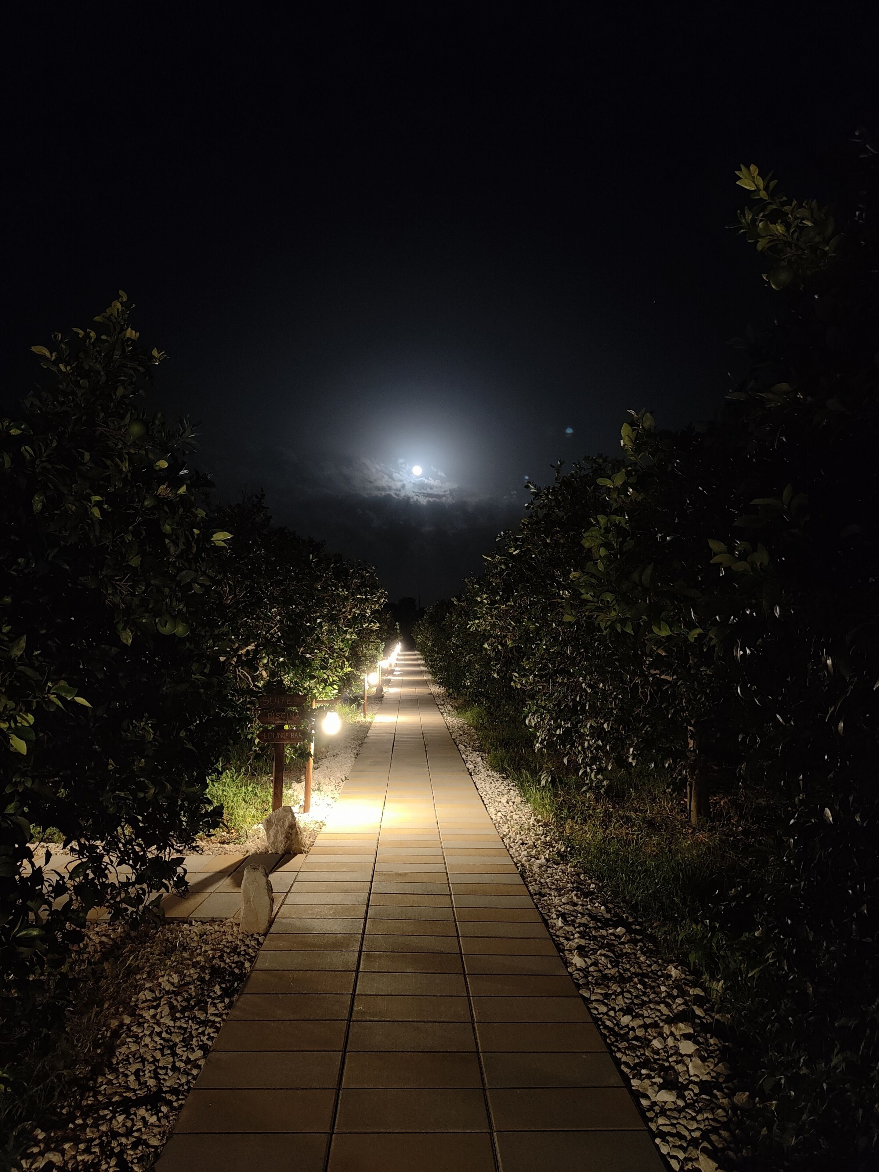 Camí nocturn sota un cel il·luminat per la lluna, flanquejat per arbres i amb llums al llarg del sender.