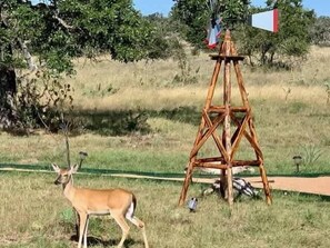 A deer in a grassy field with a wooden structure and a flag in the background.