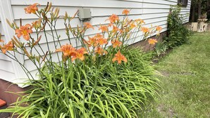 Un giardino con fiori arancioni e verdeggiante vegetazione di fronte a una casa.