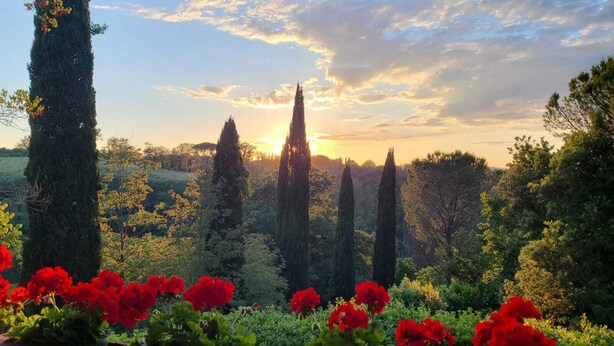 A garden with tall trees and red flowers.