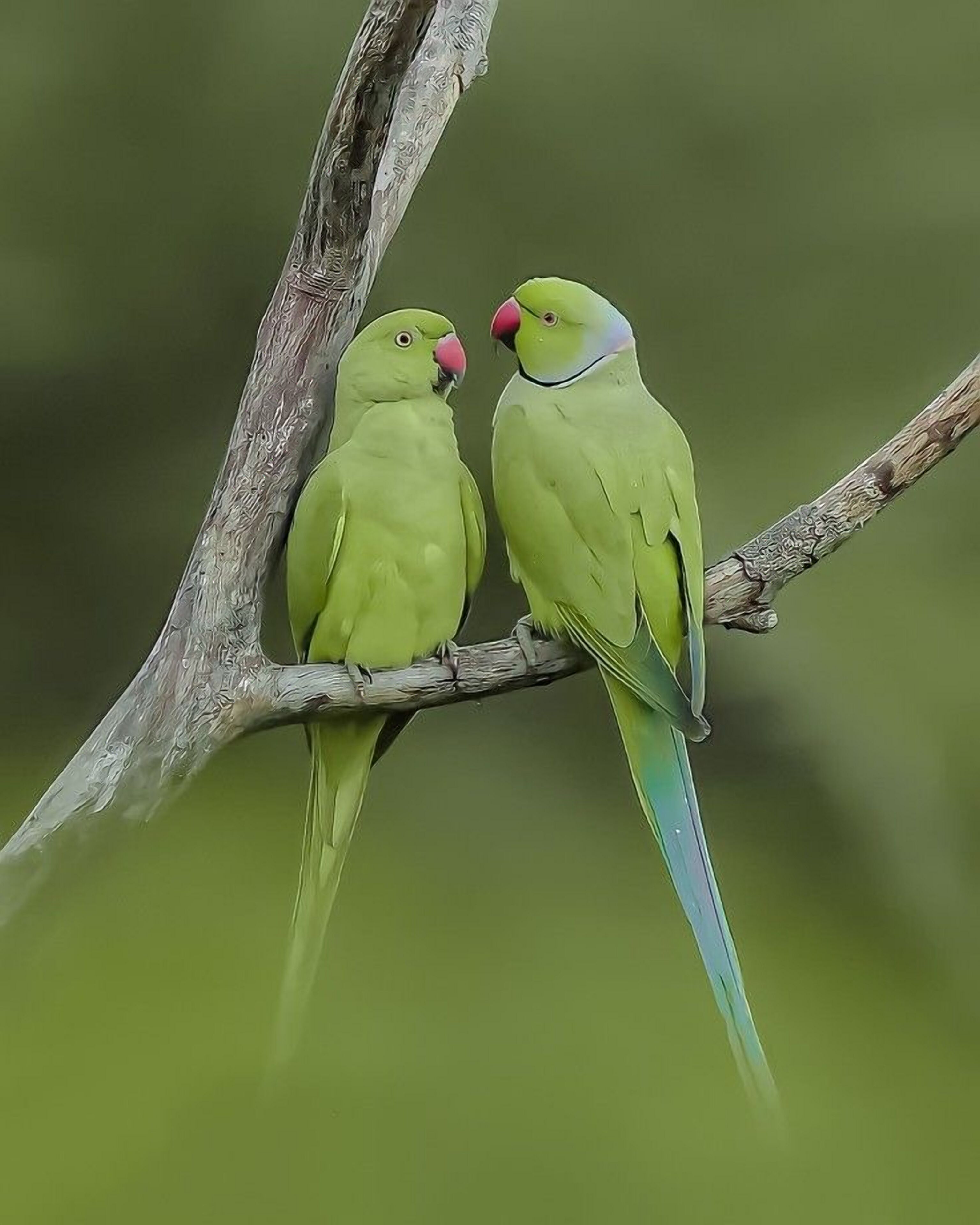 Photo - Panorama Inn