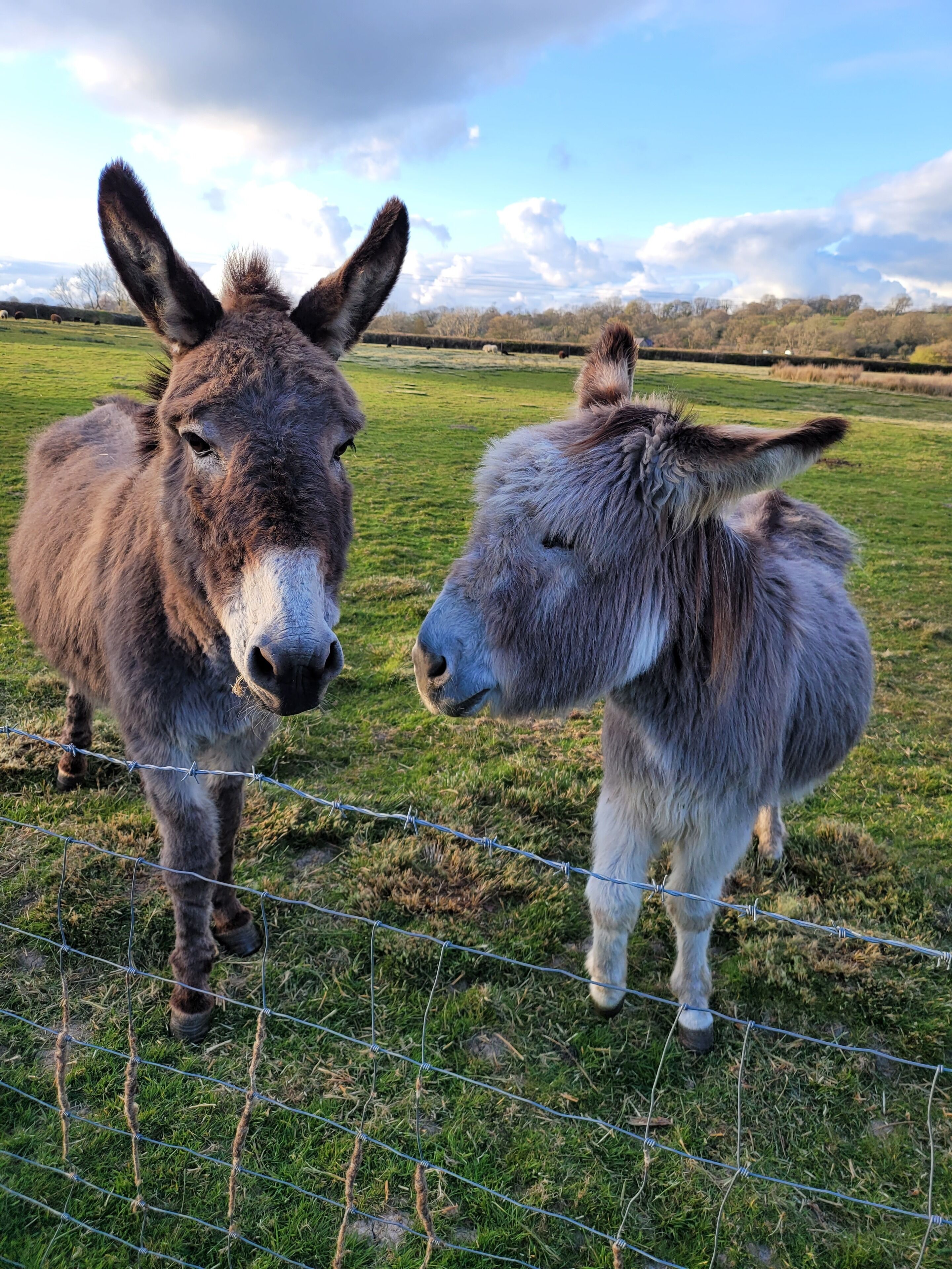 Two donkeys standing in a grassy field with a wire fence in the foreground.