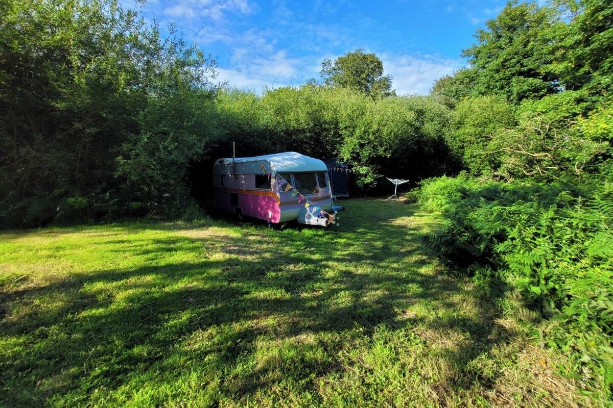 Een oldtimer camperbusje geparkeerd in een weelderig groen gebied met dichte begroeiing.