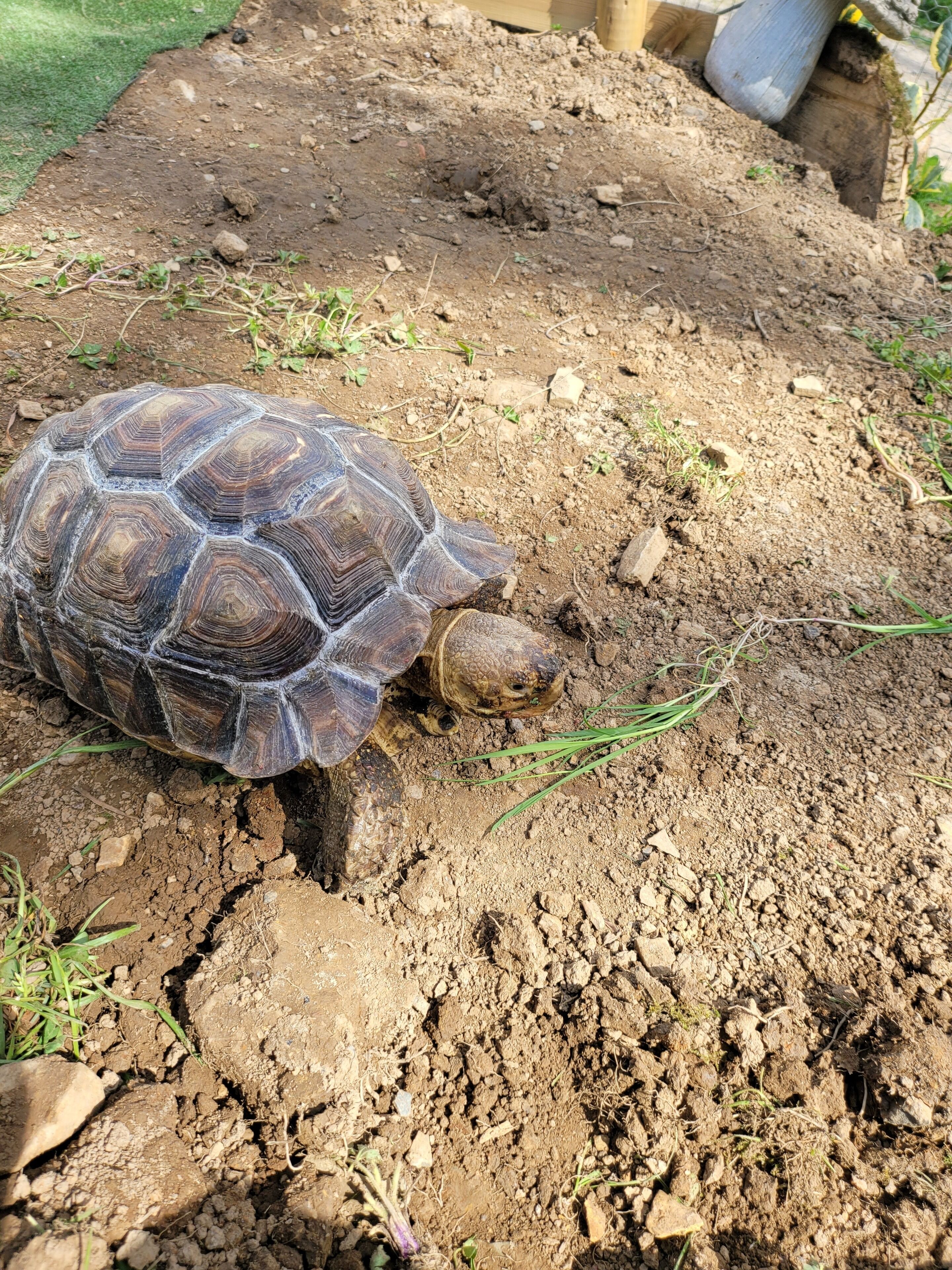 A tortoise on a dirt path with sparse grass and small rocks.