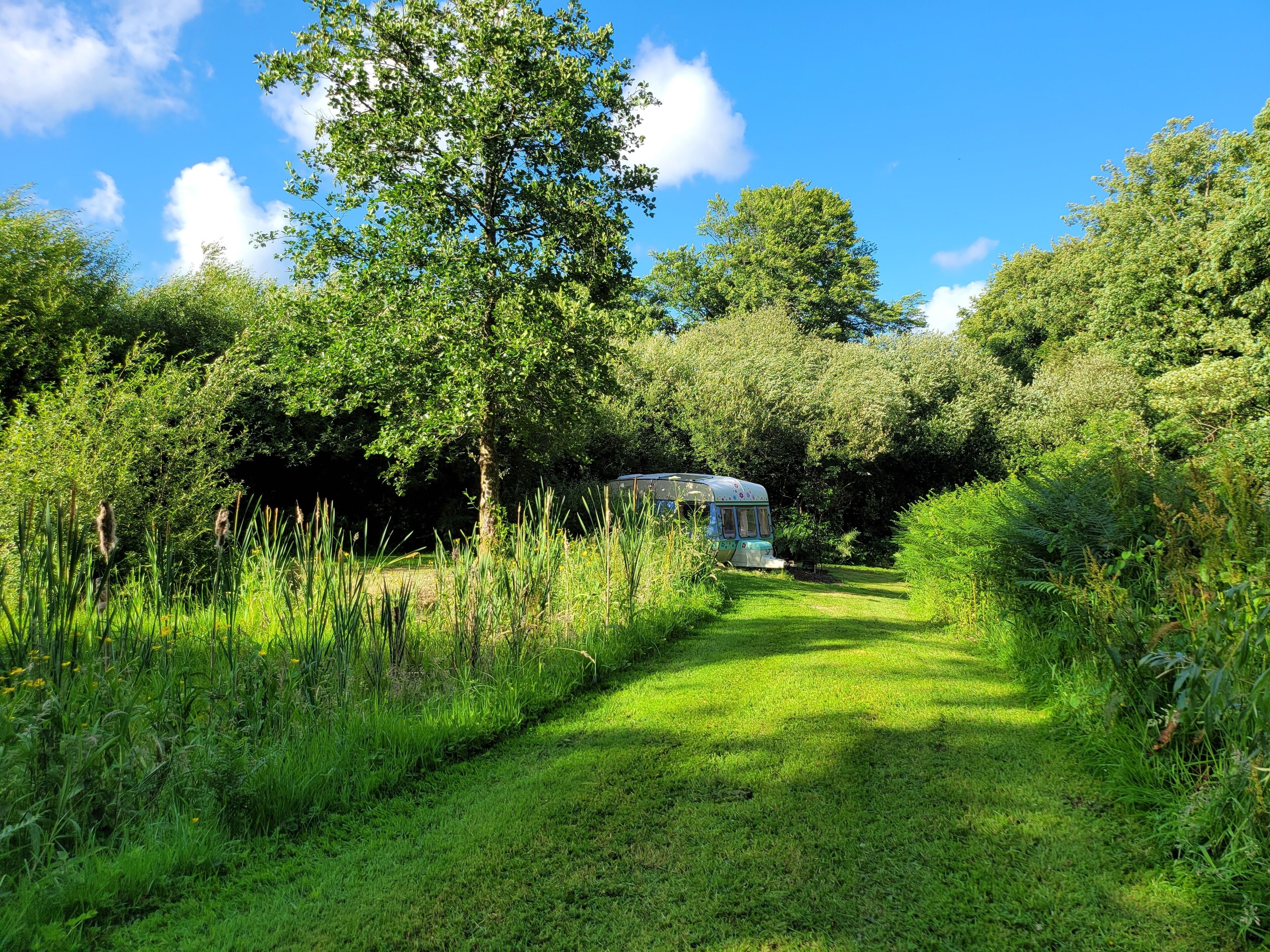 A pathway leading to a bus parked in a lush green area with trees and grass.