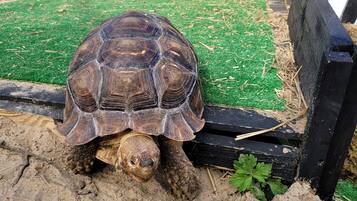 A tortoise in a sandy enclosure with a wooden fence and a green artificial grass area.
