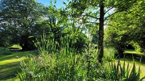 A lush garden with tall grasses and trees. - Hideaway Escapes (Narberth)