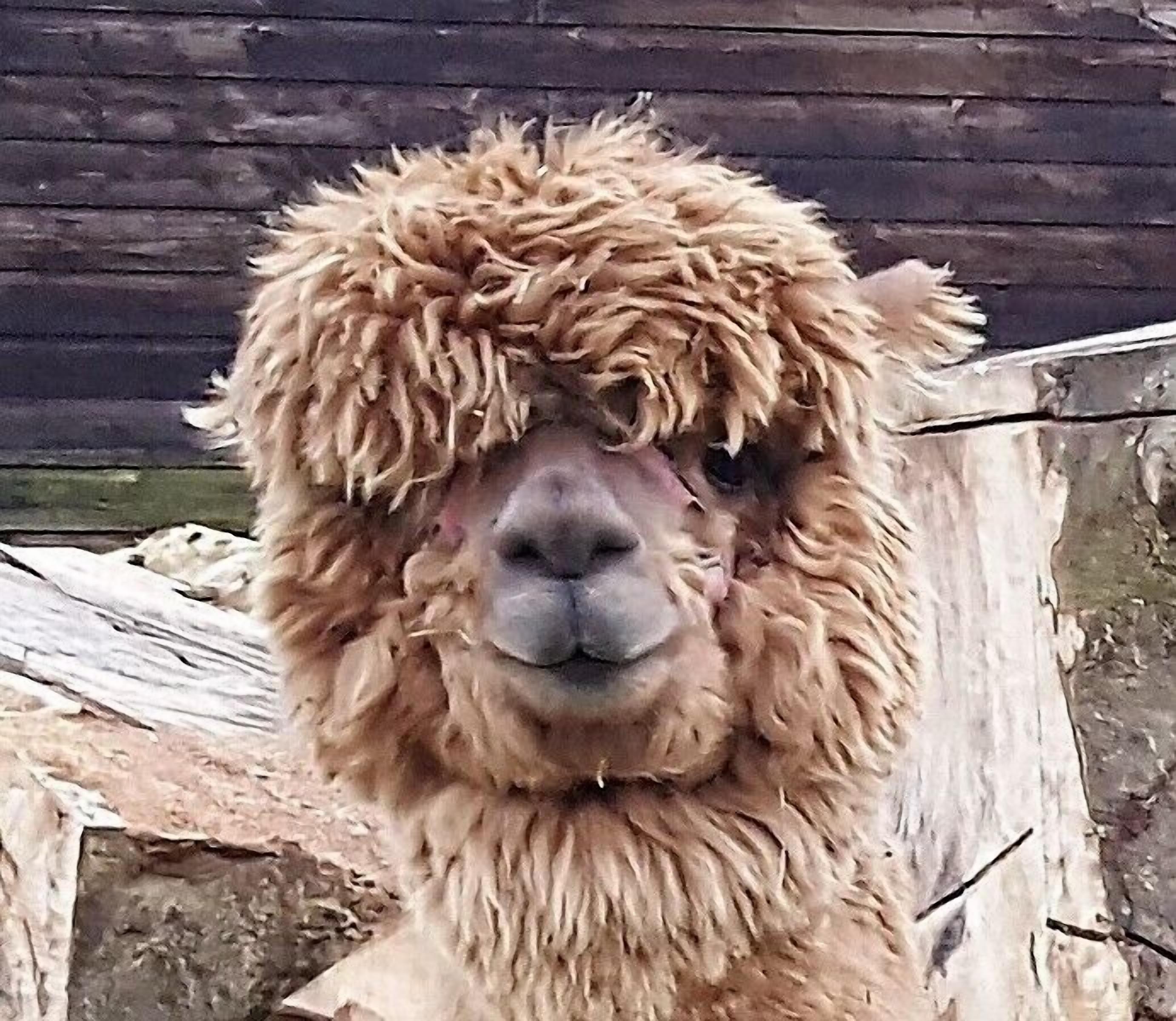 Una llama con un pelaje tupido y rizado de pie en un recinto con paredes de madera y suelo de tierra.