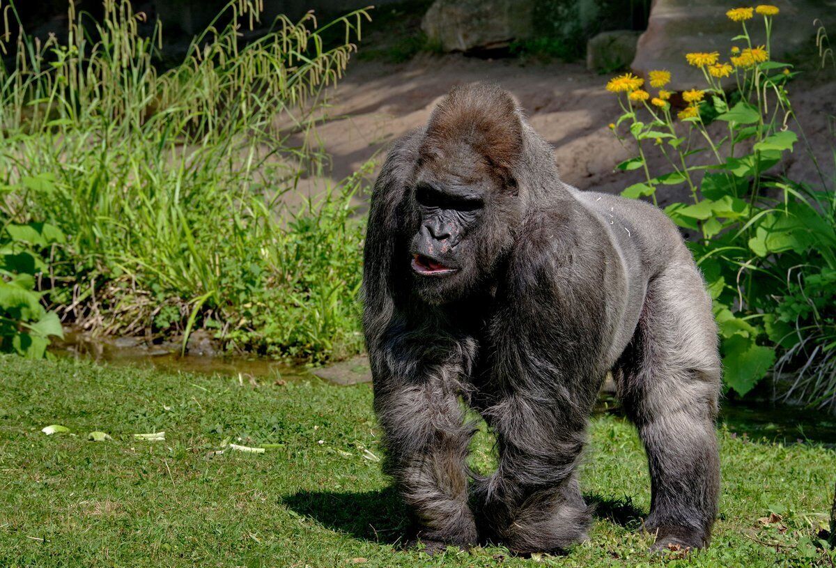 A gorilla standing on grass with greenery and yellow flowers in the background.
