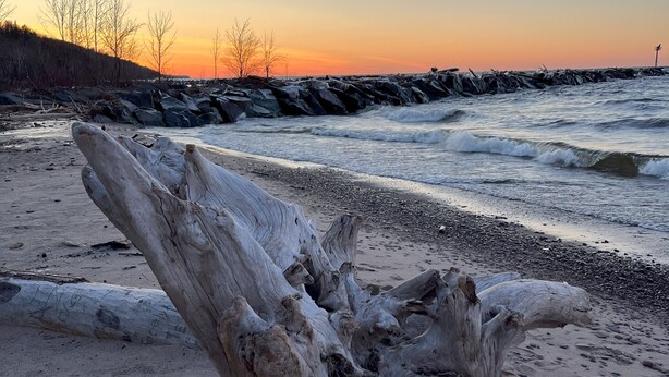 A weathered driftwood piece on a sandy beach with waves crashing in the background. - Cozy Corner Home Dogs Welcome (Ironwood)