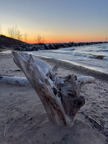 Cozy Corner Home Dogs Welcome