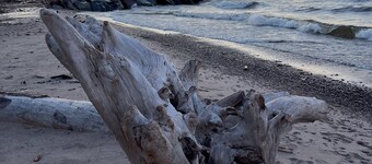 Cozy Corner Home Dogs Welcome