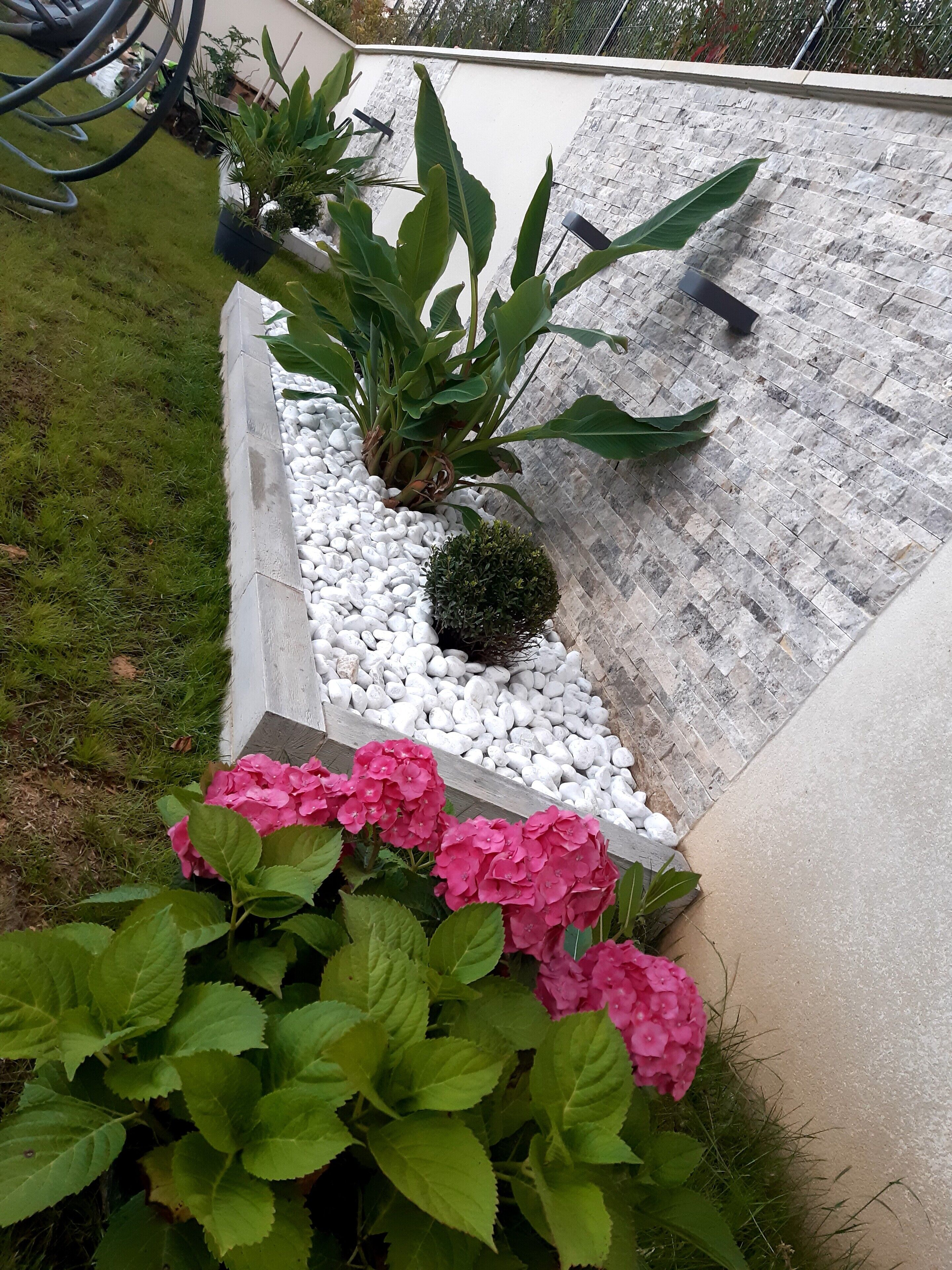 Un espace jardin aménagé avec une variété de plantes, notamment des hortensias et une plante en pot aux grandes feuilles.