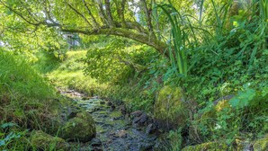 A natural stream surrounded by dense greenery and rocks.