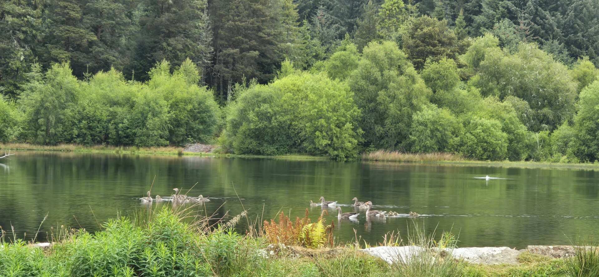 منوع