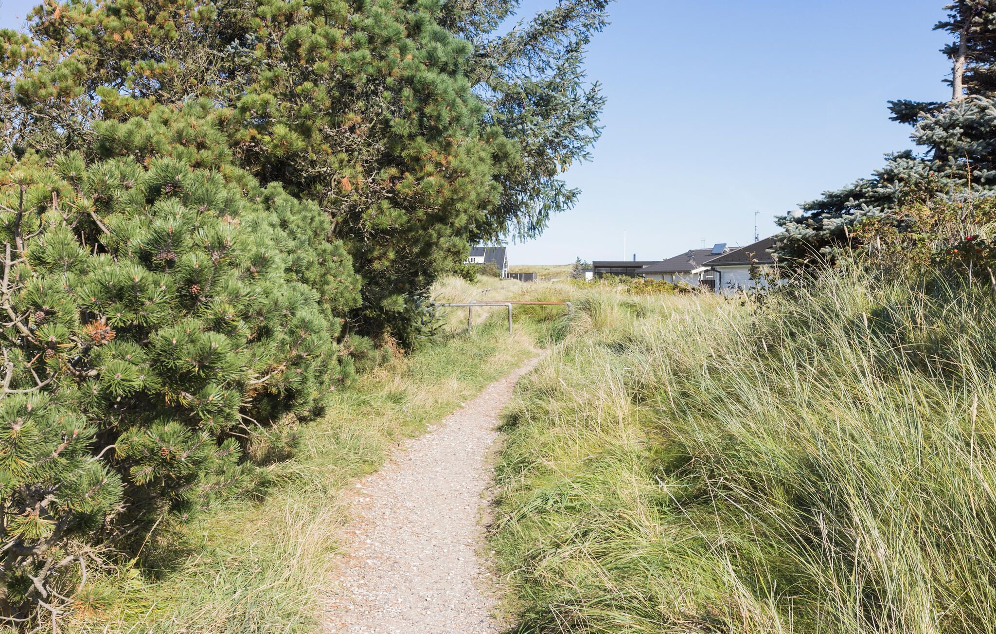 Ein Kiesweg schlängelt sich durch eine natürliche Landschaft mit Kiefern und Gras.