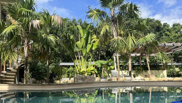 A clear swimming pool surrounded by lush tropical vegetation, including palm trees and banana plants.