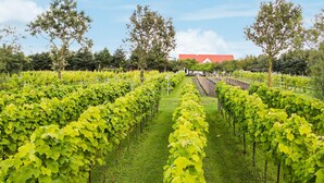 En vingård med rækker af vinstokke og en bygning i baggrunden.