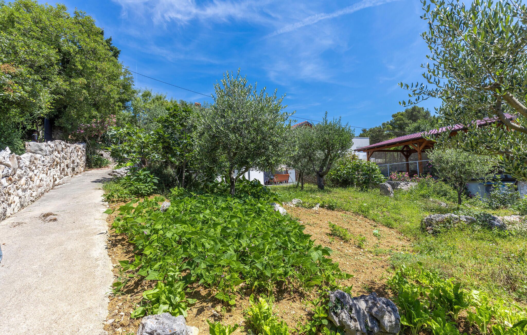 A rural landscape with a dirt path, olive trees, and a stone wall.