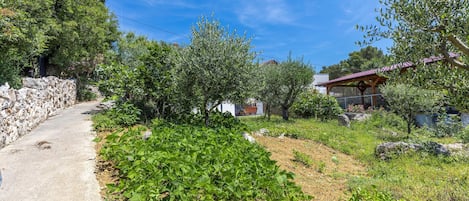 Landelijk landschap met een onverhard pad, olijfbomen en een stenen muur.