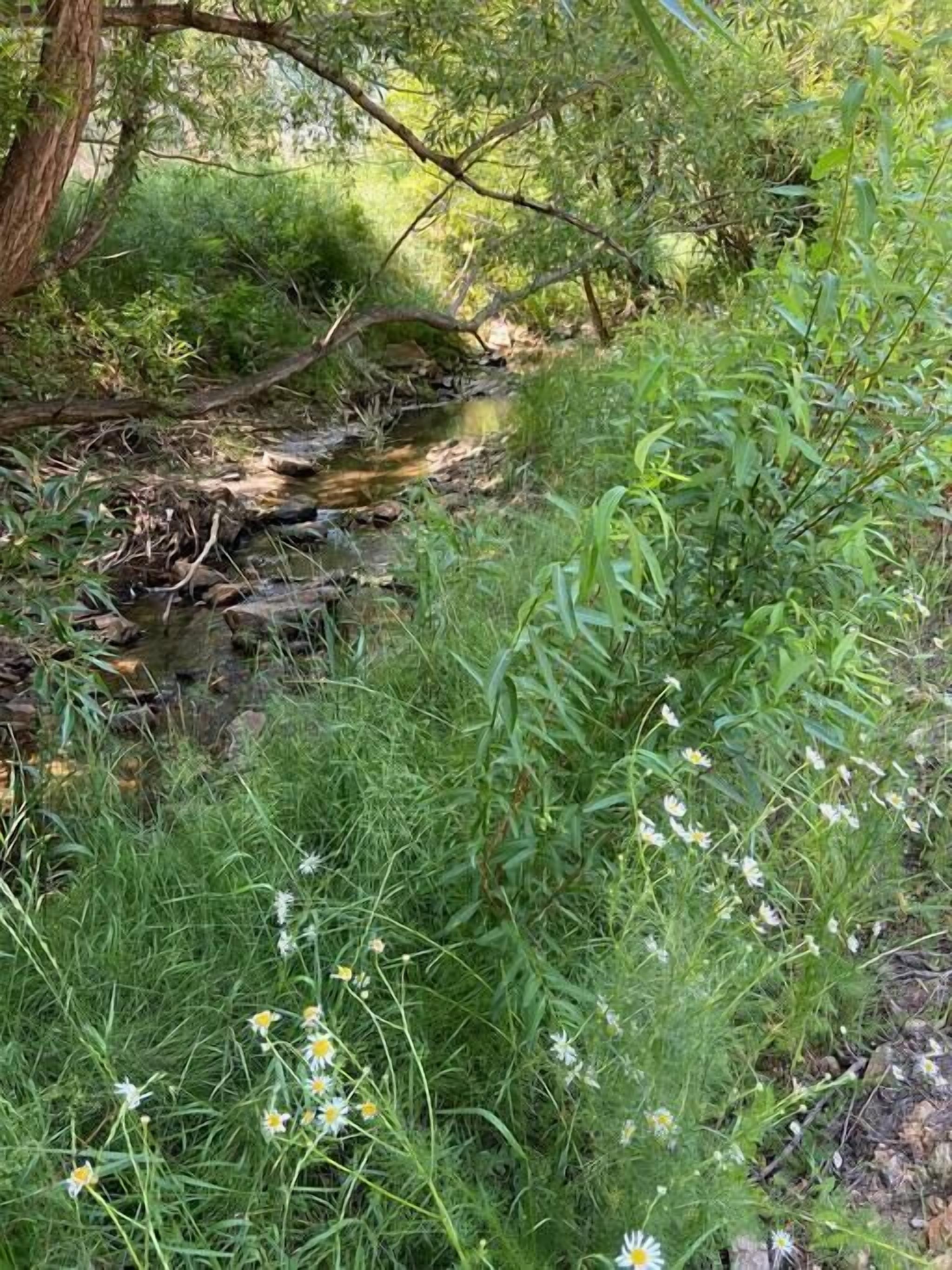 Un espace naturel en plein air, avec un ruisseau, entouré d’une végétation luxuriante et de fleurs sauvages.