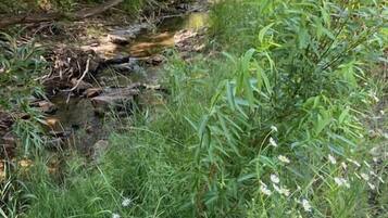 Un espace naturel en plein air, avec un ruisseau, entouré d’une végétation luxuriante et de fleurs sauvages.