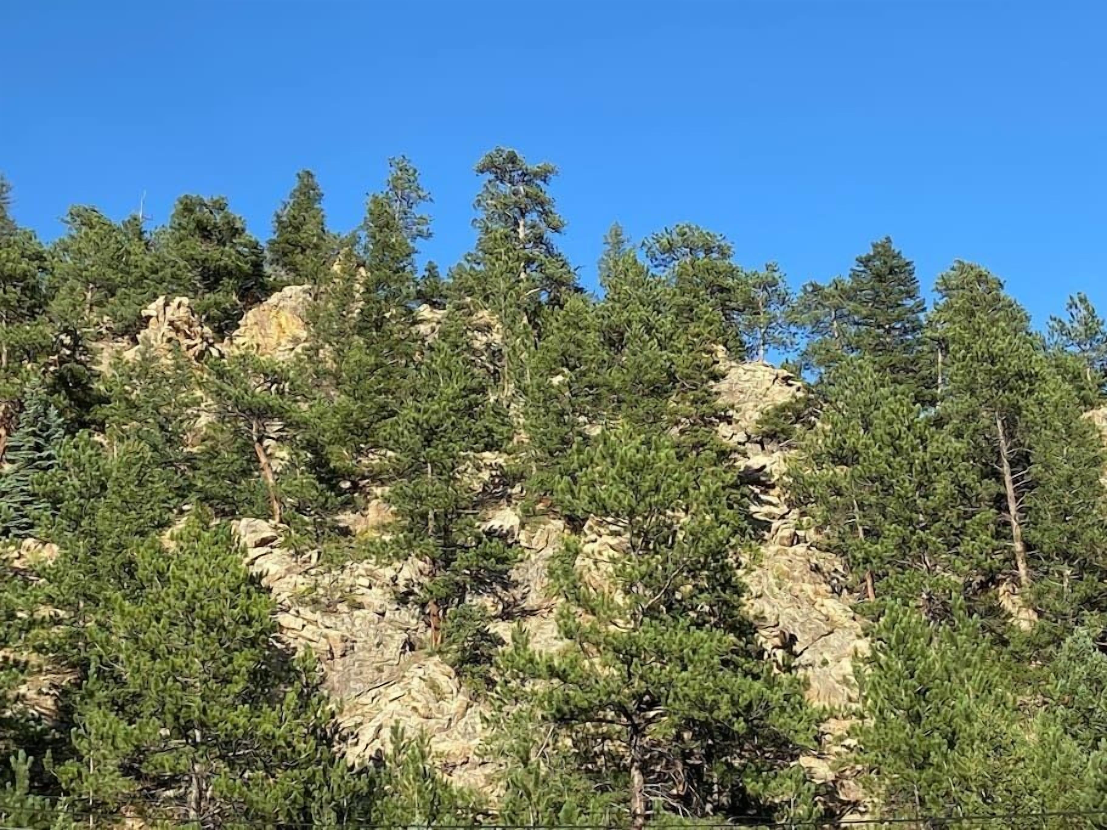 A dense forest of coniferous trees with a rocky cliff in the background.