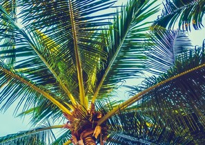 A palm tree with a clear view of its fronds and trunk. - Zen Escape at Terra Verde by Shine Villas (Kissimmee)