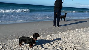 A person fishing on a beach with two dogs. - Farm House Accommodation Northern end of the Bay of Fires 5 mins from Mt Willian (Musselroe Bay)