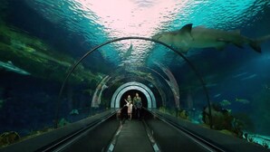 An underwater tunnel with a glass ceiling, a shark swimming above, and a person walking towards the end.