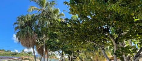 Outdoor pool, open 9:00 AM to 8:00 PM, pool loungers