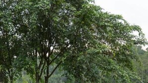 Vista desde un balcón con baranda de metal, sobre un paisaje verde y exuberante con abundante vegetación y una masa de agua.